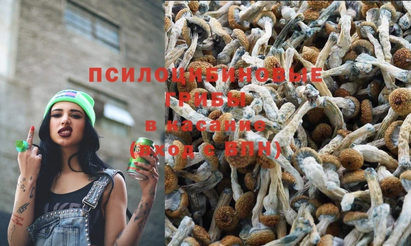 PSILOCYBIN Аркадак